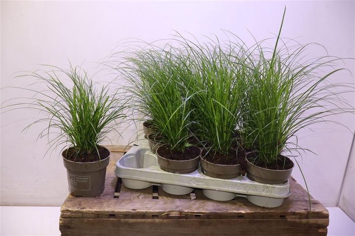 <h4>arr8 Carex Brunnea</h4>