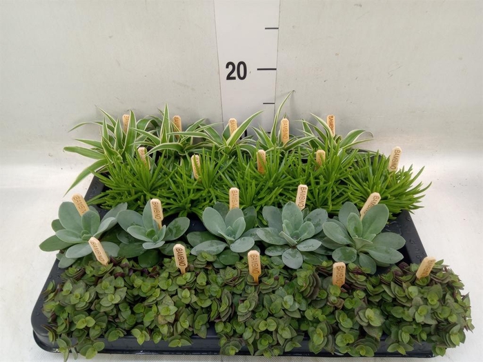 <h4>Planten ..mix</h4>