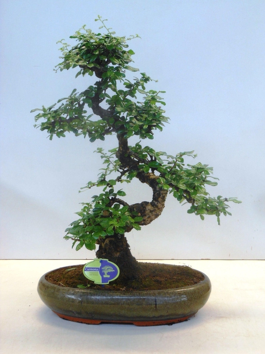 <h4>Carmona macrophylla, 39cm., shape, without drip tray</h4>