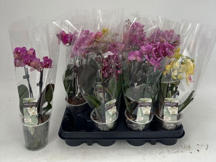 <h4>PHAL GEM</h4>