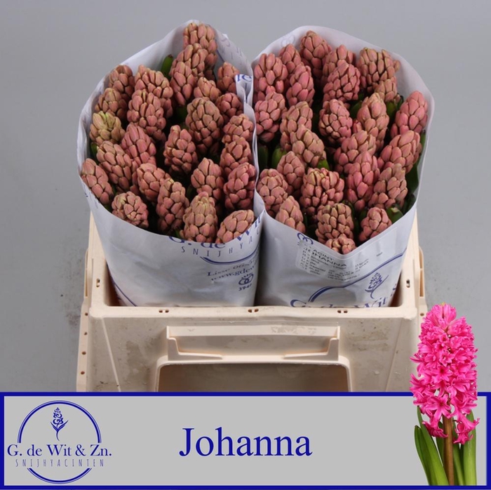 <h4>HYAC JOHANNA</h4>