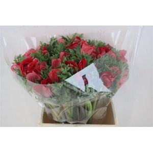 Anem Mistral Super Red