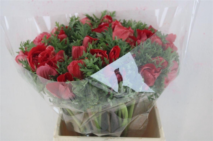 <h4>Anem Mistral Super Red</h4>