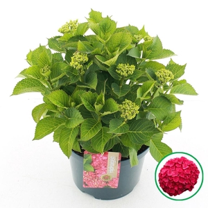 Hydrangea macr. Rood C5 (23cm.) Kn.