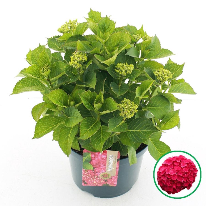 <h4>Hydrangea macr. Rood C5 (23cm.) Kn.</h4>