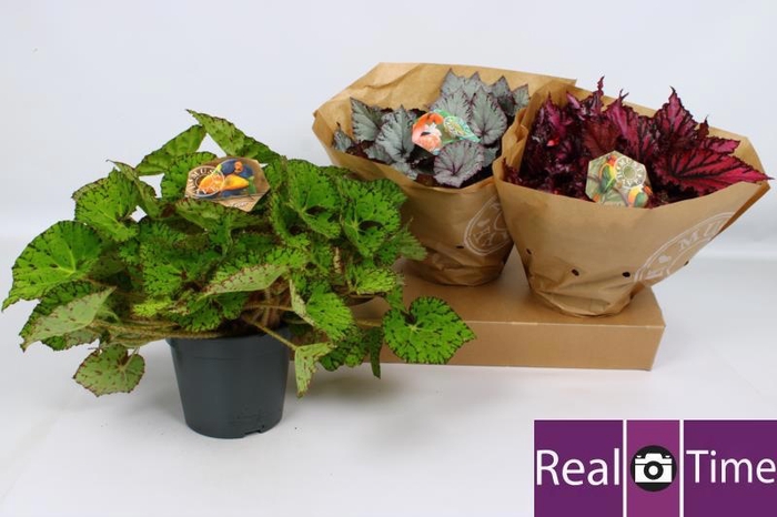 <h4>BEG BEL GEM</h4>