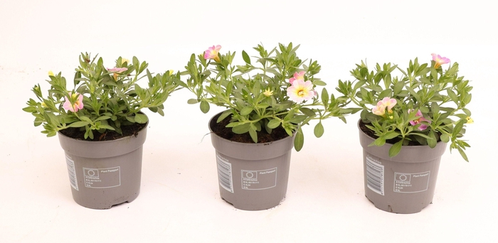 <h4>Calibrachoa Double Fancy Francy</h4>