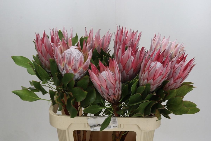 <h4>PROTEA CYNAROIDES</h4>