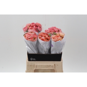 Ran Peach Ecu 40cm