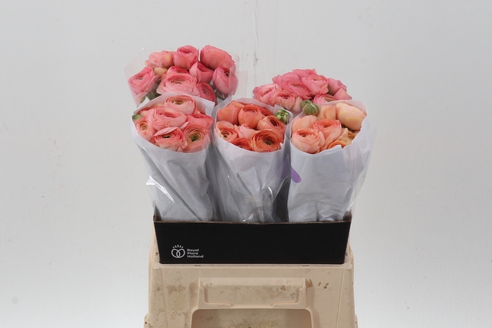 <h4>Ran Peach Ecu 40cm</h4>