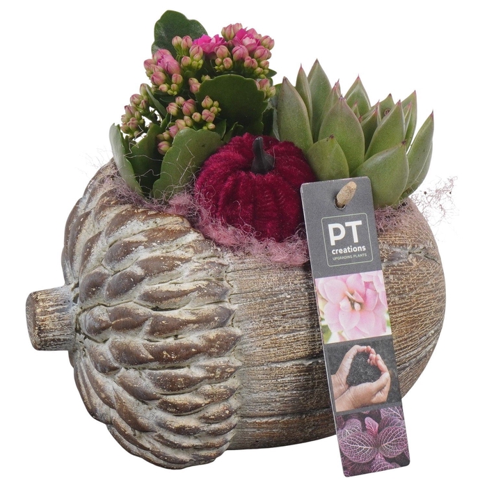 <h4>Arr.   Planten L%</h4>