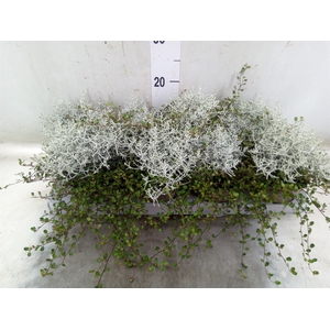 Leucophyta     [Calocephalus]