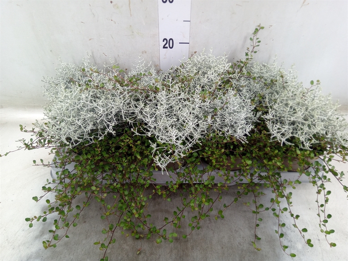 <h4>Leucophyta     [Calocephalus]</h4>