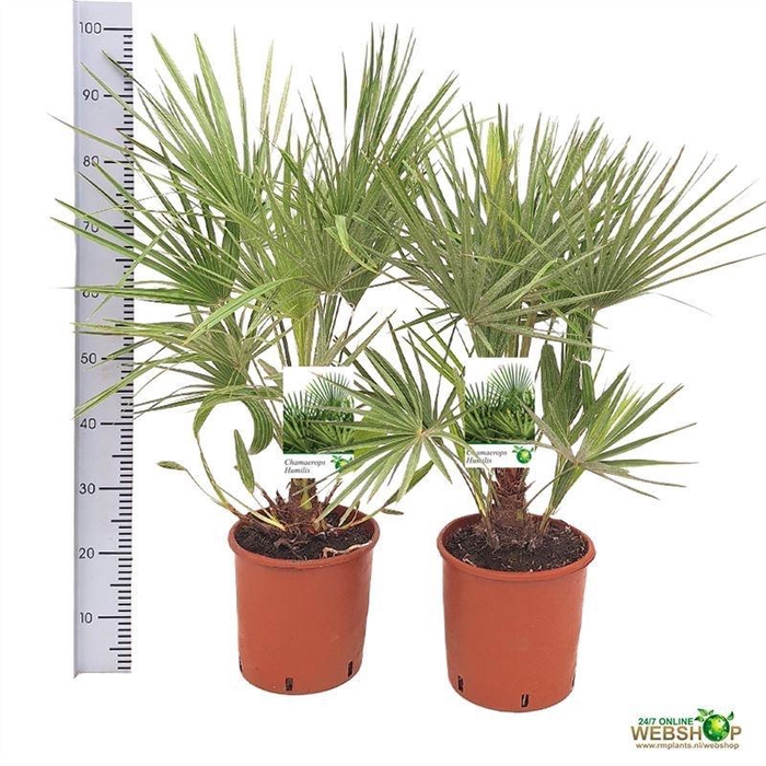 <h4>CHAMAEROPS HUMILIS</h4>