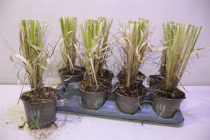 <h4>Corta Selloana</h4>