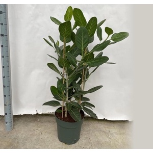 FICUS BENG AUDREY
