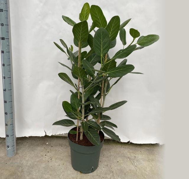 <h4>FICUS BENG AUDREY</h4>