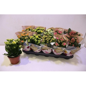 arr8 Kal Ge Ro Gem 6 Kl