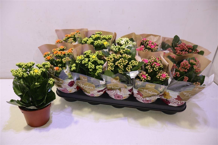 <h4>arr8 Kal Ge Ro Gem 6 Kl</h4>