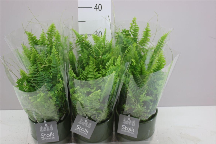 <h4>Nephrolepis Ex Vitale Julia Keramiek</h4>