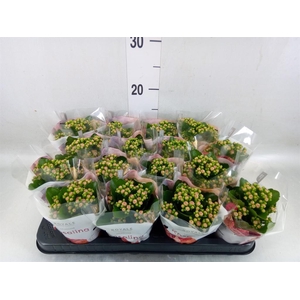 Kalanchoe blos. 'RosDon Nando'