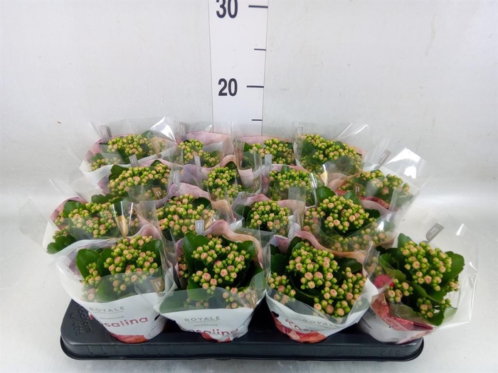 <h4>Kalanchoe blos. 'RosDon Nando'</h4>