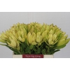 Leucadendron Goldstrike