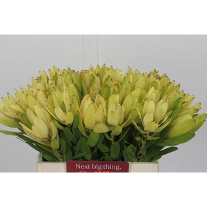 Leucadendron Goldstrike