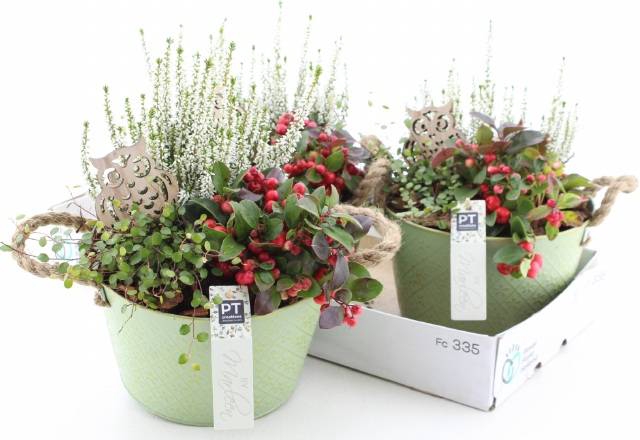 <h4>ARR TUINPLANTEN</h4>