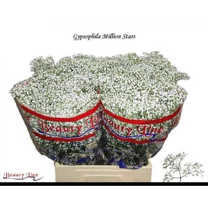 GYPS PA MILLION STAR