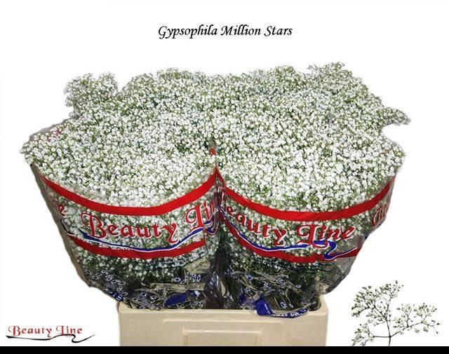 <h4>GYPS PA MILLION STAR</h4>