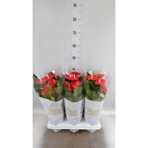 Anthurium andr. 'Aroha'