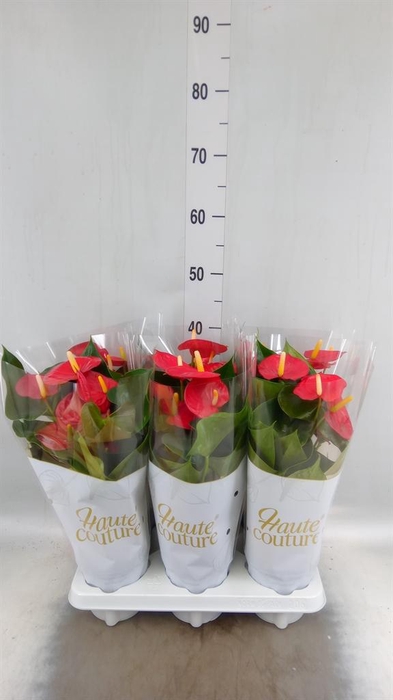 <h4>Anthurium andr. 'Aroha'</h4>