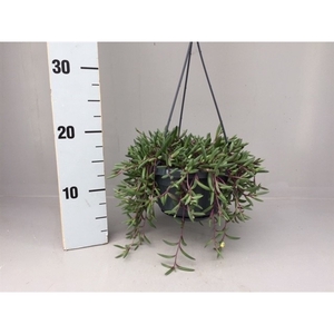 Senecio herrianus purple flush