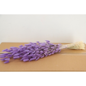 DF Lagurus Bs 100g/70cm Milka