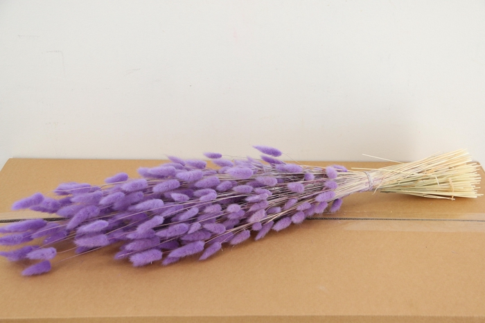 <h4>DF Lagurus Bs 100g/70cm Milka</h4>