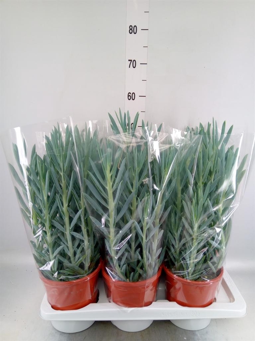 <h4>Curio ficoides 'Mount everest'</h4>