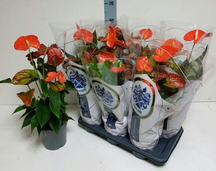 <h4>ANTHU AN FLORIDA</h4>