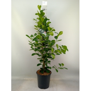 Ficus microcarpa 'Moclame'