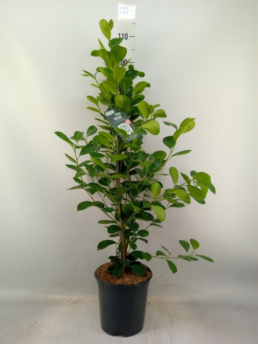 <h4>Ficus microcarpa 'Moclame'</h4>