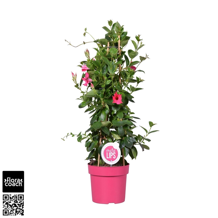 <h4>MoreLIPS® Dipladenia Sundaville roze piramide</h4>