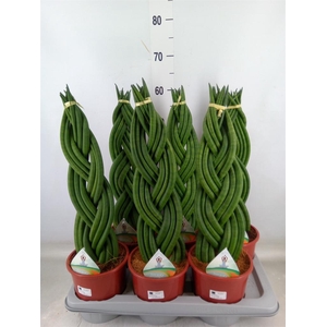 Sansevieria cyl.  ...
