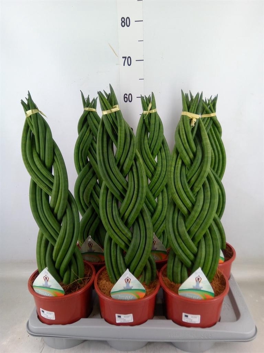 <h4>Sansevieria cyl. ...</h4>