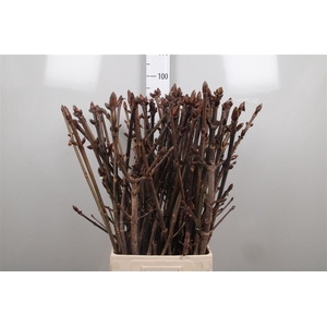Aesculus Hippoc Tak