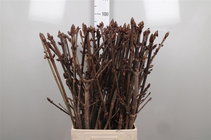 <h4>Aesculus Hippoc Tak</h4>