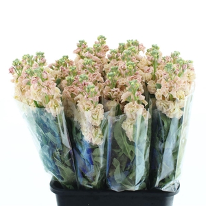 Matth Incana Iron Apricot Extra