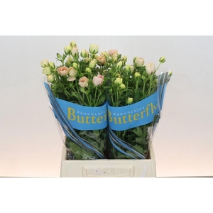 Ranunculus Butterfly Melissa