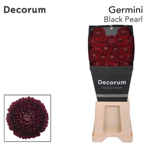 Germini Pomponi Black Pearl Diamond