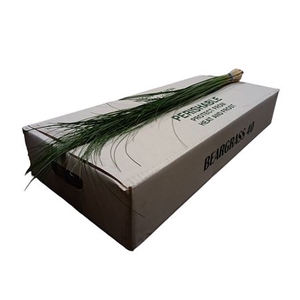 BEARGRASS X40