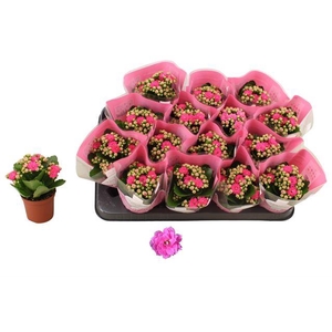 KALAN CALAN PINK NANDO P7